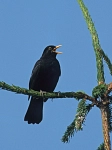 Amsel&nbsp;&copy;&nbsp;NABU / F. Hecker