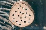 Baumscheibe mit Löchern als Nisthilfe für Insekten