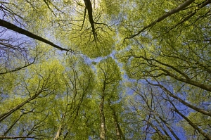 Blick in die Baumkronen&nbsp;&copy;&nbsp;Hans-Joachim Schaffhäuser