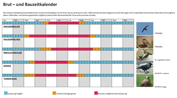 Brut- und Bauzeitkalender für ausgewählte Vogelarten Brut- und Bauzeitkalender für ausgewählte Vogelarten © Landkreis Stade