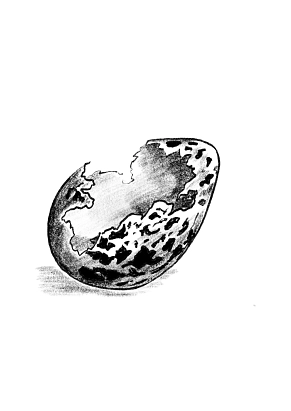Eierschalenreste, wie dieses vom Fuchs seitlich aufgebissene Ei, sind Zeichen eines geräuberten Geleges.