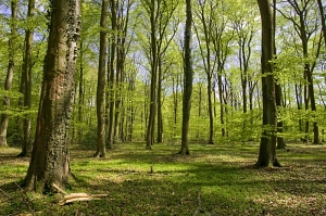 Frühjahrsaspekt im Braken&nbsp;&copy;&nbsp;Landkreis Stade
