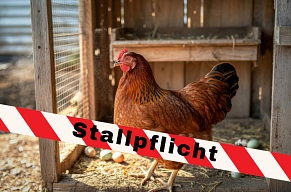 Stallpflicht