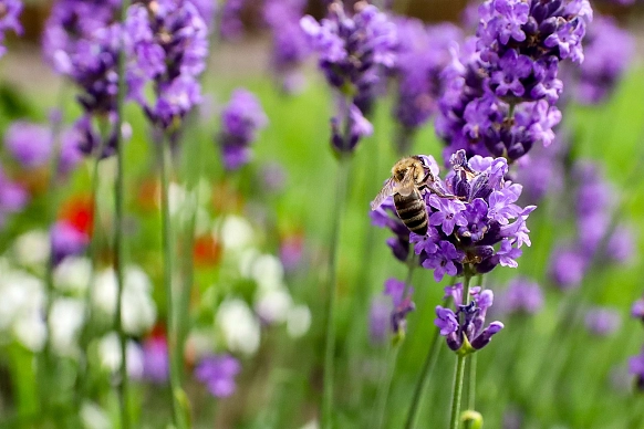 Honigbiene am Lavendel&nbsp;&copy;&nbsp;Stefanie Kleingünther