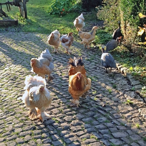Hühner in der Morgensonne