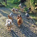 Hühner in der Morgensonne Hühner in der Morgensonne