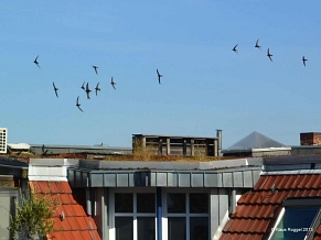 Mauersegler fliegen häufig im Trupp&nbsp;&copy;&nbsp;Klaus Roggel