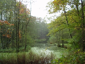 naturnaher Altarm im Landschaftsschutzgebiet Este- und Goldbecktal&nbsp;&copy;&nbsp;Sören Frischmuth