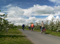 Radfahrer vor blühenden Bäumen&nbsp;&copy;&nbsp;Tourismusverband Landkreis Stade / Elbe e.V.