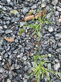 Schotterflächen durchwachsen mit Gras und Moos&nbsp;&copy;&nbsp;Landkreis Stade / Janette Hagedoorn-Schüch