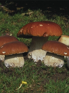 Steinpilze&nbsp;&copy;&nbsp;Werner Fiebig