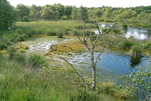 Torfmoosrasen am Oldendorfer See&nbsp;&copy;&nbsp;Hans-Joachim Schaffhäuser