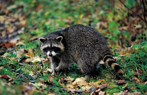 Neubürger Waschbär&nbsp;&copy;&nbsp;Ingo Bartussek